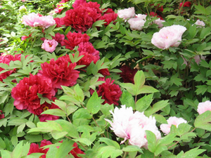 Luoyang Peony Festival